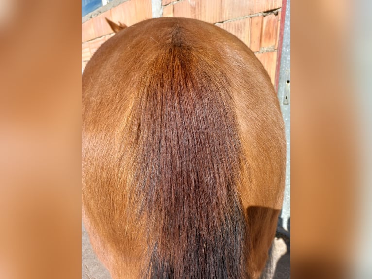 American Quarter Horse Klacz 4 lat in Ostermiething