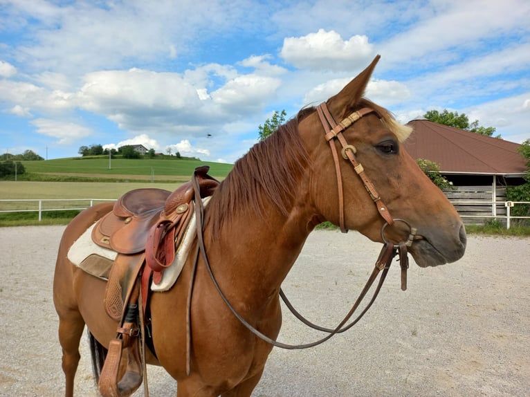 American Quarter Horse Klacz 4 lat in Ostermiething