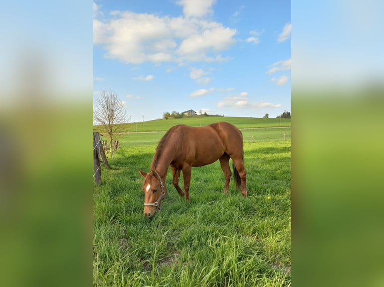 American Quarter Horse Klacz 4 lat in Ostermiething