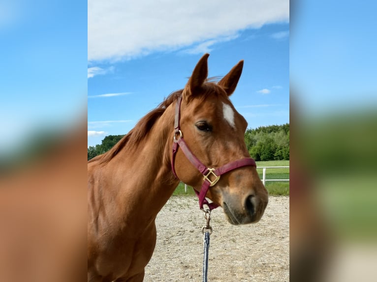 American Quarter Horse Klacz 4 lat in Ostermiething