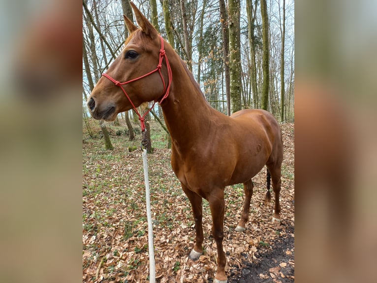 American Quarter Horse Klacz 4 lat in Ostermiething