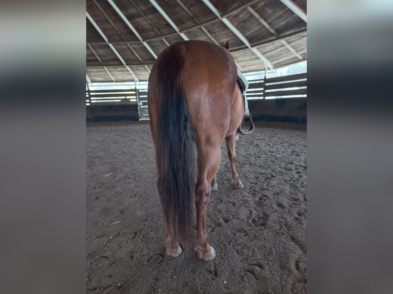 American Quarter Horse Klacz 4 lat in Ostermiething