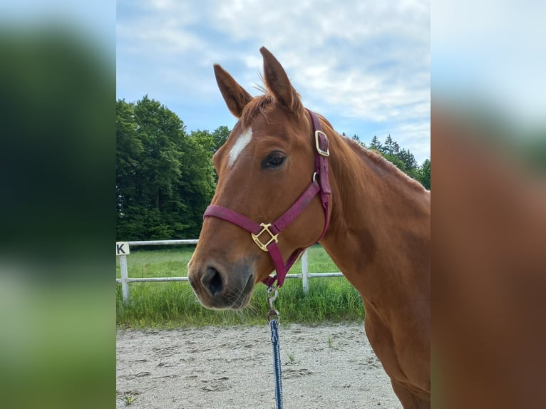 American Quarter Horse Klacz 4 lat in Ostermiething