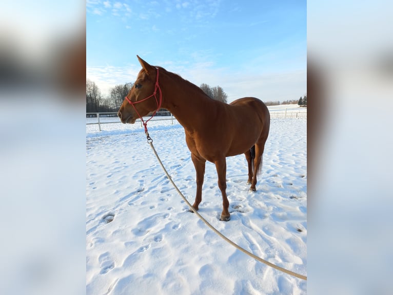 American Quarter Horse Klacz 4 lat in Ostermiething