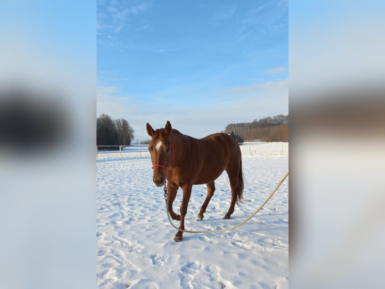 American Quarter Horse Klacz 4 lat in Ostermiething