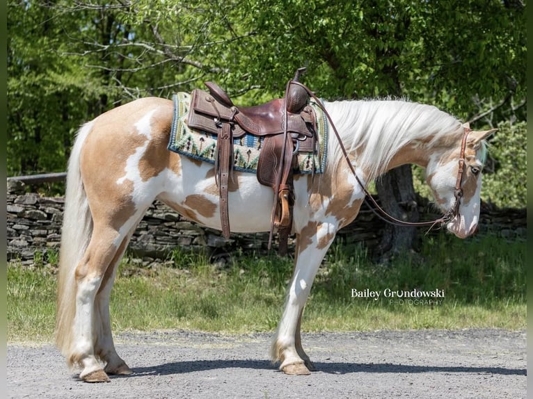 American Quarter Horse Klacz 4 lat Overo wszelkich maści in Everett PA