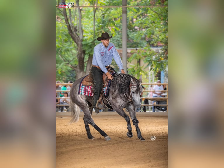 American Quarter Horse Klacz 4 lat Stalowosiwy in Jistebník