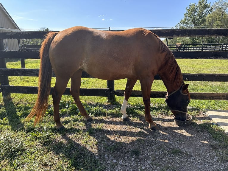 American Quarter Horse Klacz 5 lat 142 cm Ciemnokasztanowata in Lexington, Kentucky