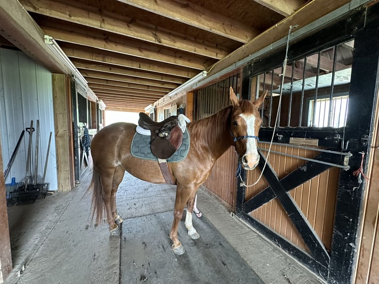 American Quarter Horse Klacz 5 lat 142 cm Ciemnokasztanowata in Lexington, Kentucky