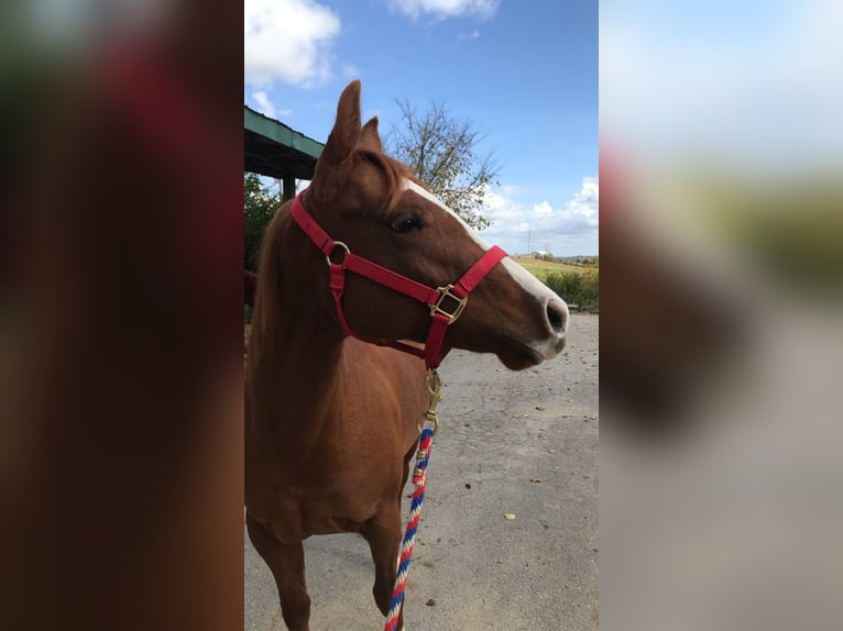 American Quarter Horse Klacz 5 lat 142 cm Ciemnokasztanowata in Lexington, Kentucky