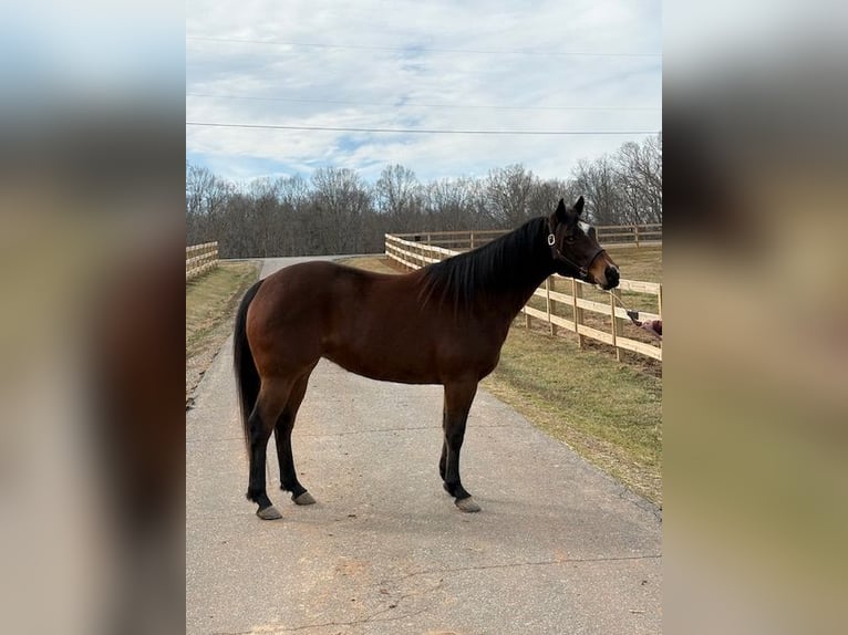 American Quarter Horse Klacz 5 lat 142 cm Gniada in Hickory