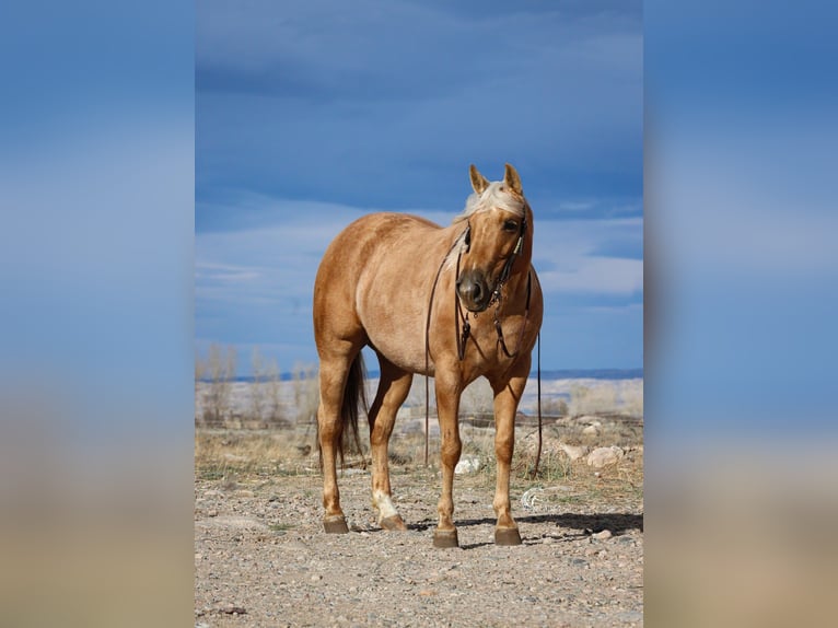 American Quarter Horse Klacz 5 lat 142 cm Izabelowata in Cody, WY