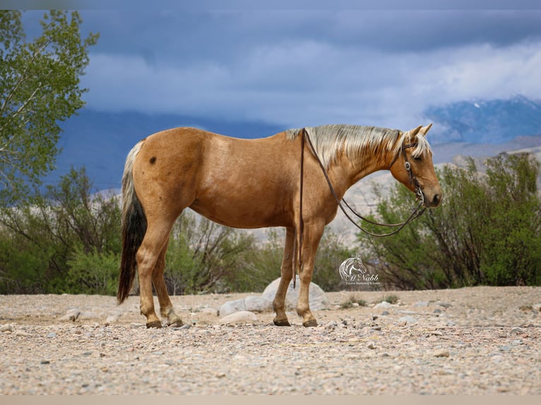 American Quarter Horse Klacz 5 lat 142 cm Izabelowata in Cody, WY