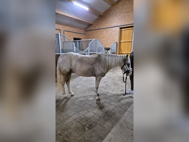 American Quarter Horse Klacz 5 lat 142 cm Izabelowata in Lkr. Göppingen