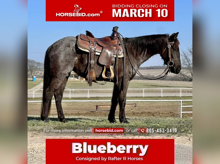 American Quarter Horse Klacz 5 lat 142 cm Karodereszowata in Whitesboro, TX