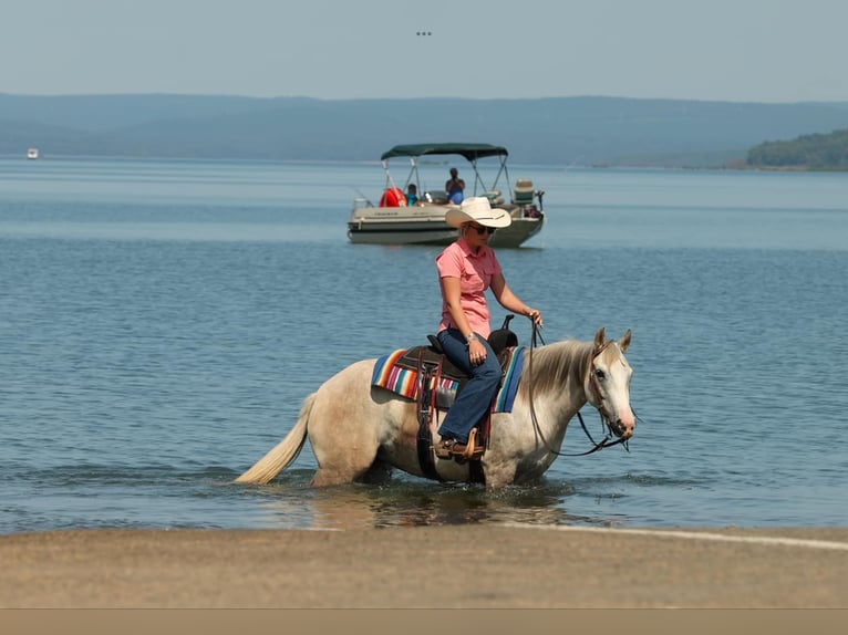 American Quarter Horse Klacz 5 lat 142 cm Siwa jabłkowita in Quitman AR