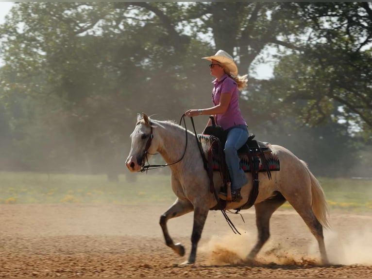 American Quarter Horse Klacz 5 lat 142 cm Siwa jabłkowita in Quitman AR
