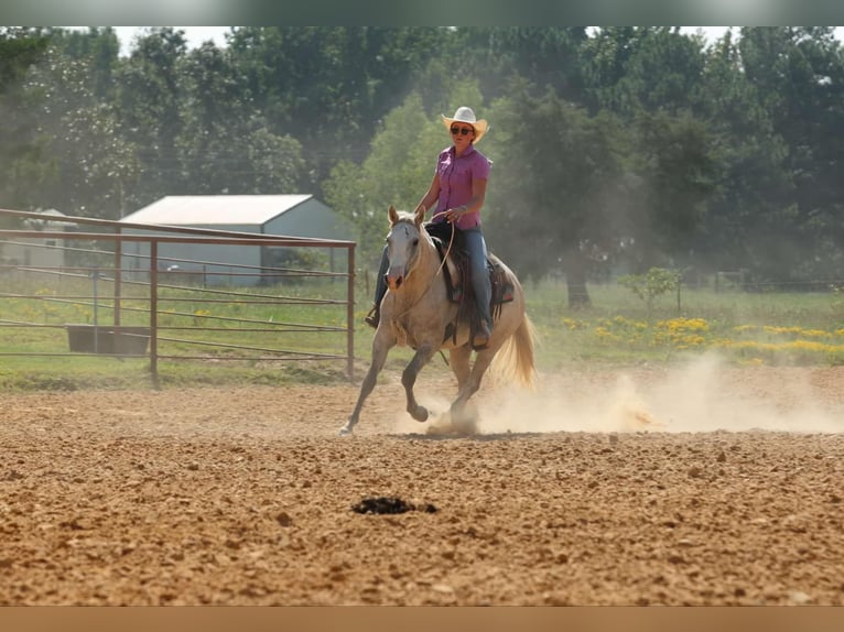 American Quarter Horse Klacz 5 lat 142 cm Siwa jabłkowita in Quitman AR