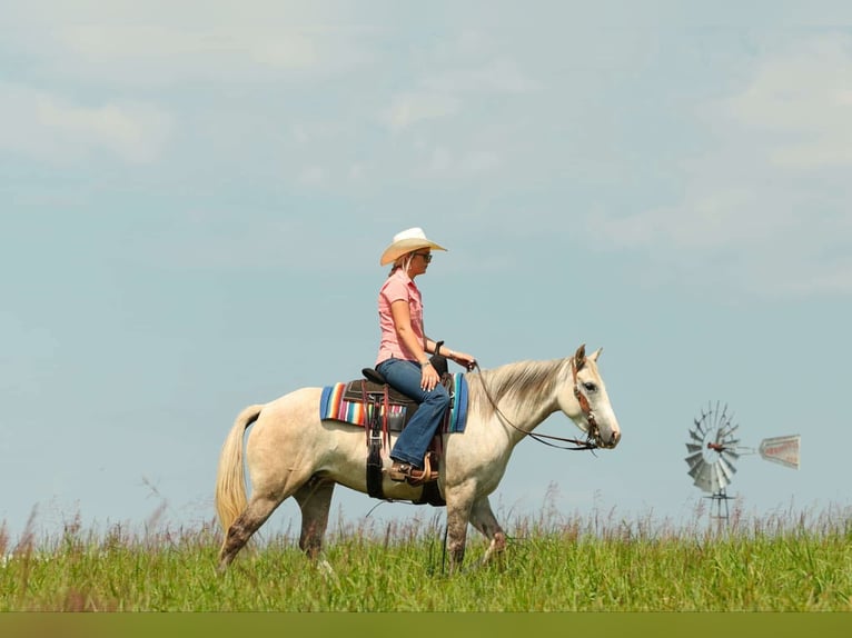 American Quarter Horse Klacz 5 lat 142 cm Siwa in Quitman
