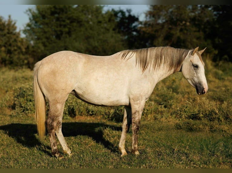American Quarter Horse Klacz 5 lat 142 cm Siwa in Quitman