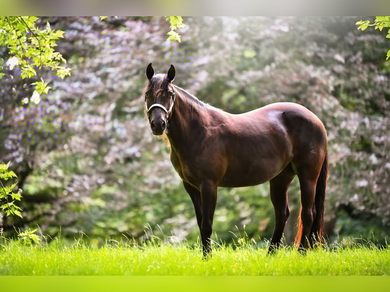 American Quarter Horse Klacz 5 lat 143 cm Gniada in D&#xFC;sseldorf