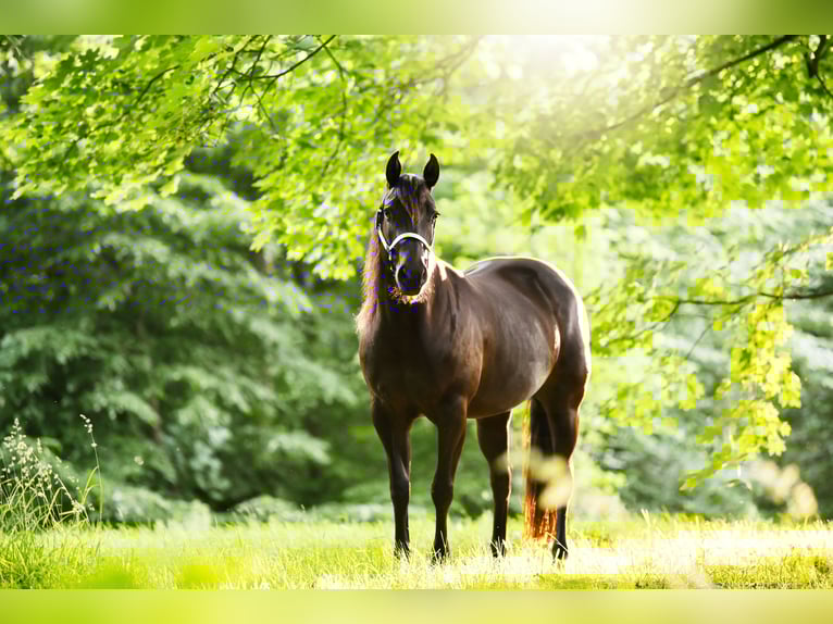 American Quarter Horse Klacz 5 lat 143 cm Gniada in D&#xFC;sseldorf