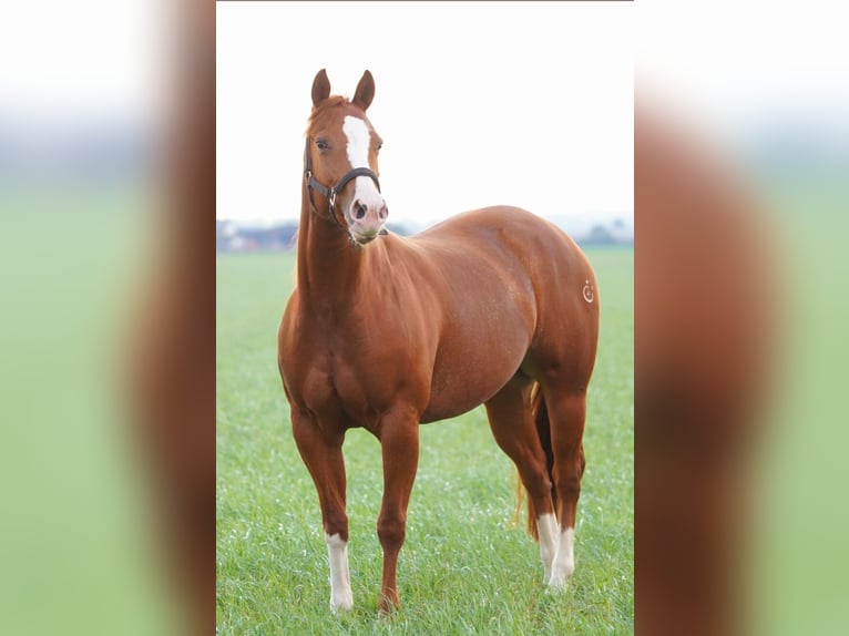 American Quarter Horse Klacz 5 lat 144 cm Kasztanowata in Markranstädt