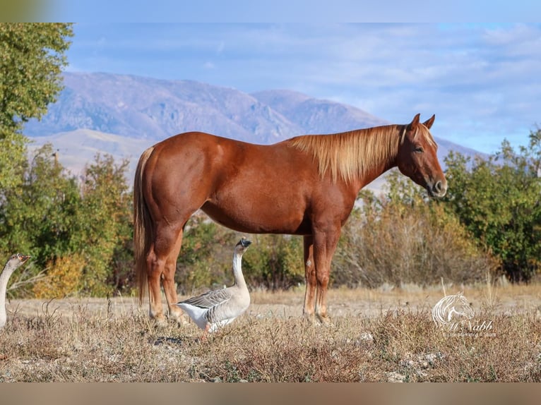 American Quarter Horse Klacz 5 lat 145 cm Cisawa in Cody, WY