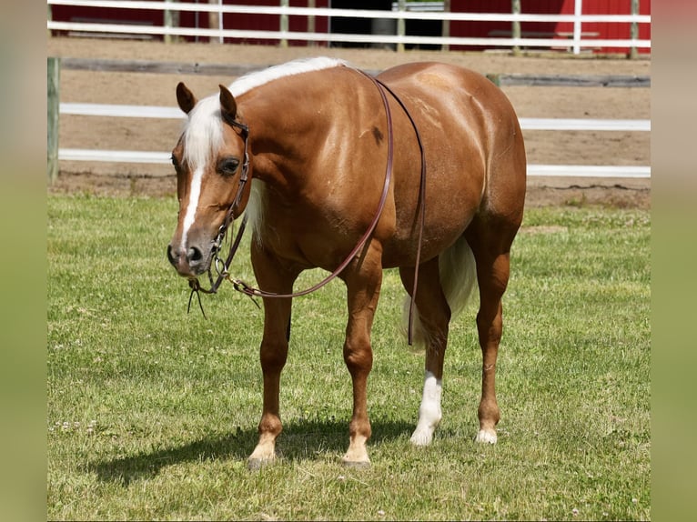 American Quarter Horse Klacz 5 lat 145 cm Izabelowata in Fresno, OH