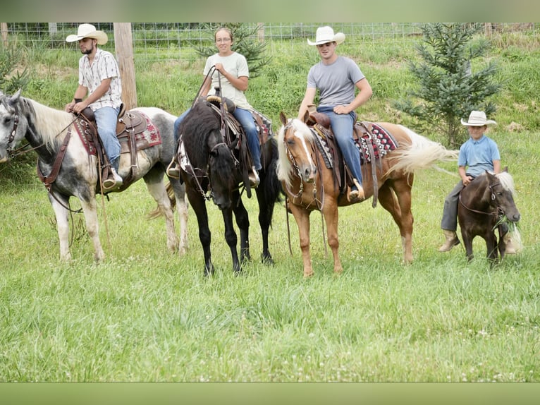 American Quarter Horse Klacz 5 lat 145 cm Izabelowata in Fresno, OH