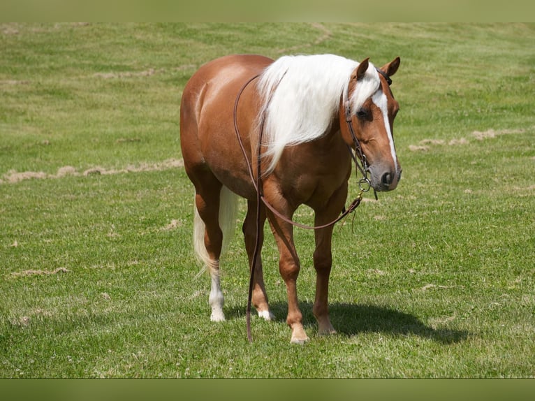 American Quarter Horse Klacz 5 lat 145 cm Izabelowata in Fresno, OH