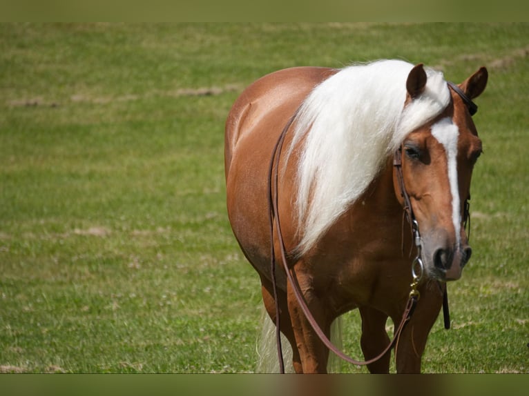 American Quarter Horse Klacz 5 lat 145 cm Izabelowata in Fresno, OH