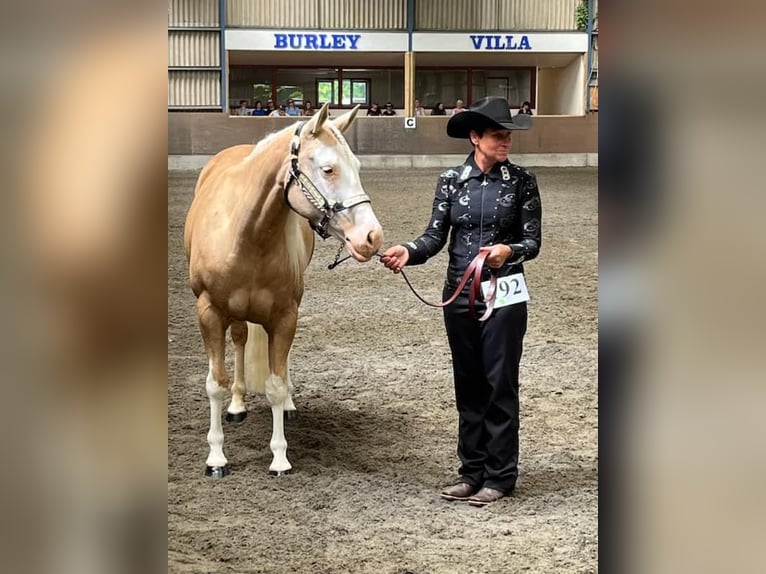 American Quarter Horse Klacz 5 lat 145 cm Izabelowata in Broadway