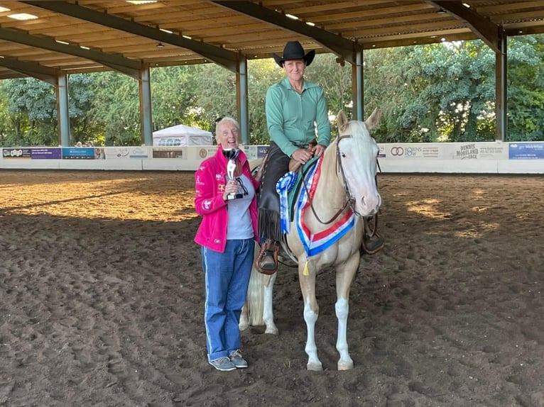 American Quarter Horse Klacz 5 lat 145 cm Izabelowata in Broadway