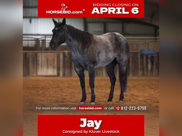 American Quarter Horse Klacz 5 lat 145 cm Karodereszowata in Ripley