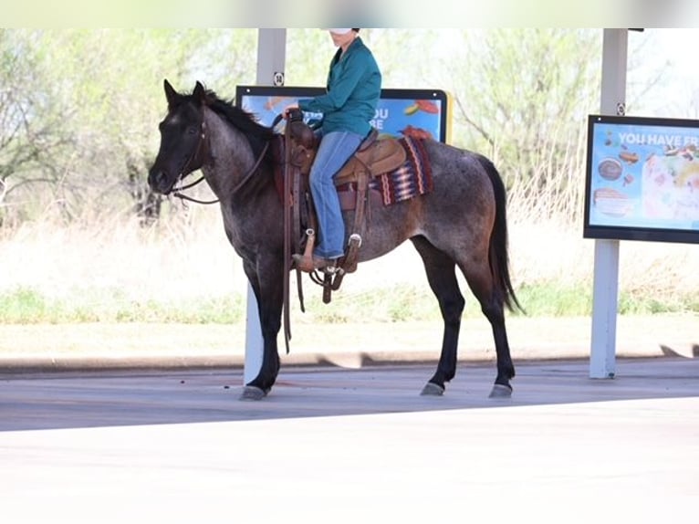 American Quarter Horse Klacz 5 lat 145 cm Karodereszowata in Ripley