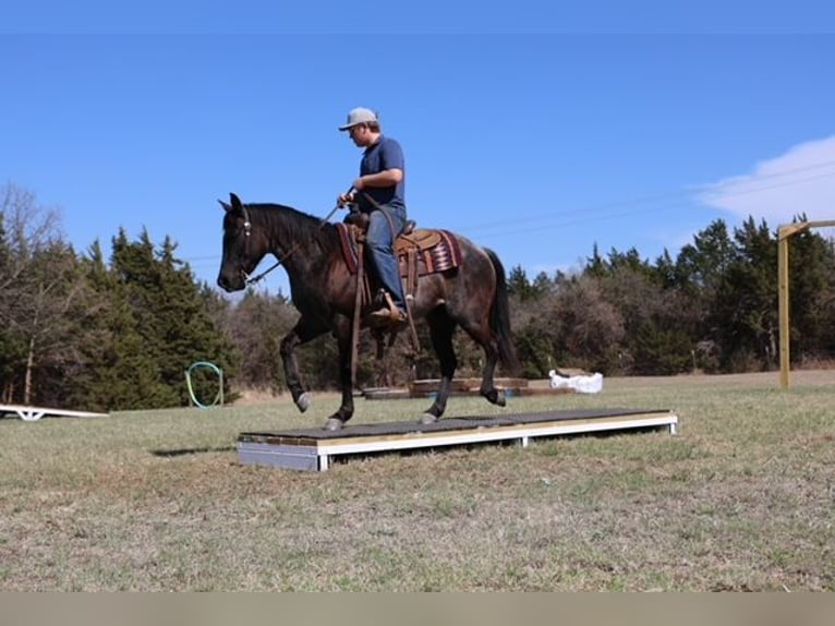 American Quarter Horse Klacz 5 lat 145 cm Karodereszowata in Ripley
