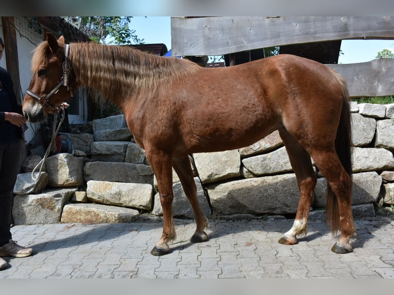 American Quarter Horse Klacz 5 lat 145 cm Kasztanowata in Landau an der Isar