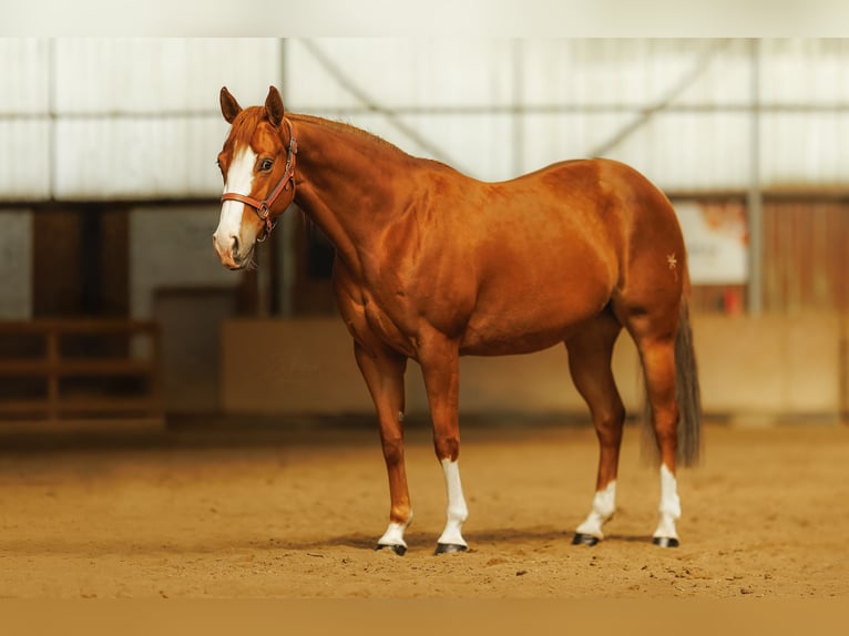 American Quarter Horse Klacz 5 lat 146 cm Cisawa in Kozlovice