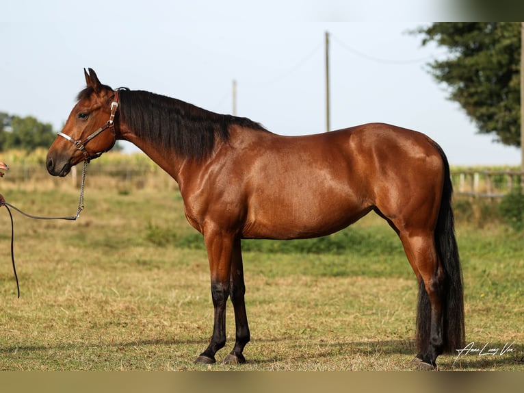 American Quarter Horse Klacz 5 lat 146 cm Gniada in Lüdinghausen