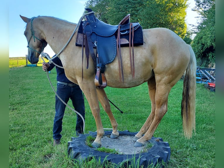 American Quarter Horse Klacz 5 lat 146 cm Izabelowata in Müglitztal