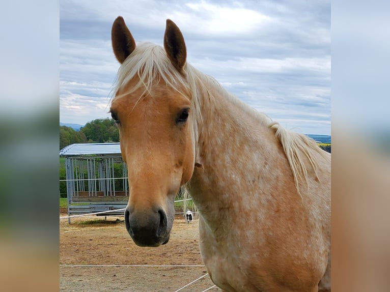 American Quarter Horse Klacz 5 lat 146 cm Izabelowata in Müglitztal