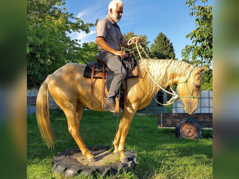 American Quarter Horse Klacz 5 lat 146 cm Izabelowata in Müglitztal