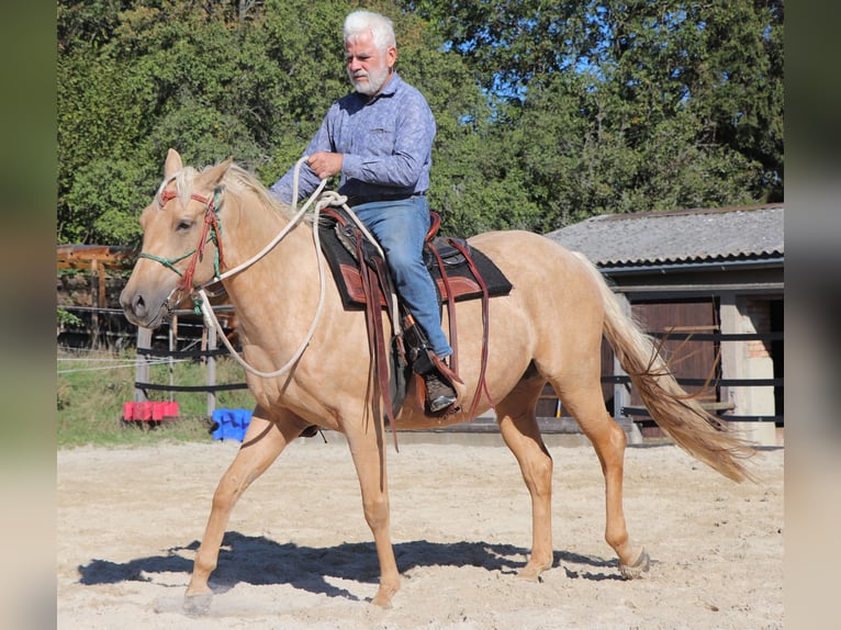 American Quarter Horse Klacz 5 lat 146 cm Izabelowata in Müglitztal