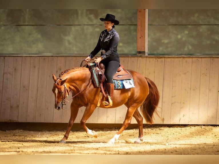 American Quarter Horse Klacz 5 lat 146 cm Kasztanowata in Haiming