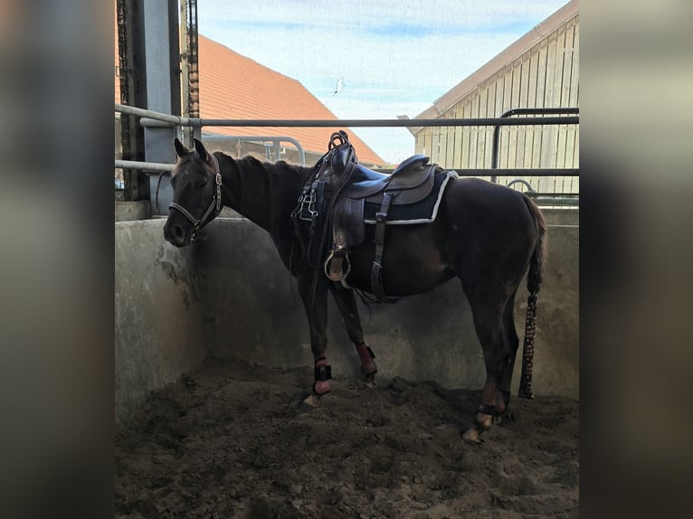 American Quarter Horse Klacz 5 lat 147 cm Ciemnokasztanowata in Brunssum