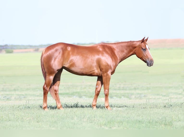 American Quarter Horse Klacz 5 lat 147 cm Cisawa in Rising Star, TX