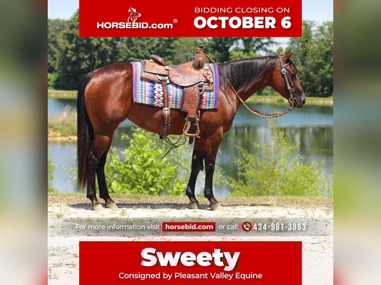 American Quarter Horse Klacz 5 lat 147 cm Gniada in Robards, KY