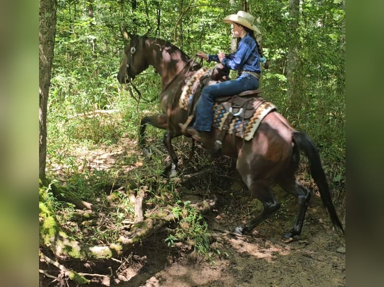 American Quarter Horse Klacz 5 lat 147 cm Gniada in Robards, KY