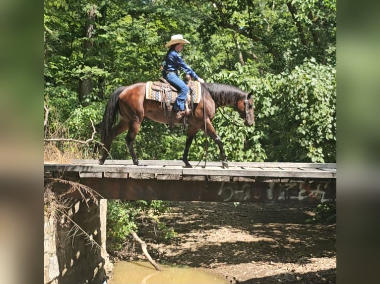 American Quarter Horse Klacz 5 lat 147 cm Gniada in Robards, KY